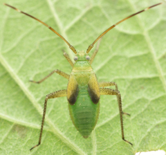 Adelphocoris quadripunctatus