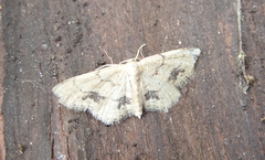 Idaea belemiata