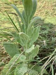 Verbascum thapsus