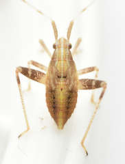 Phytocoris varipes