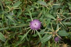 Centaurea iberica