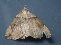 Zanclognatha laevigata