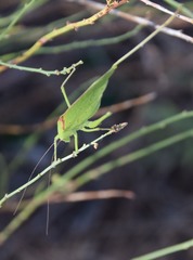 Amblycorypha oblongifolia