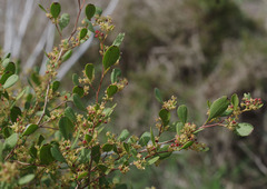 Dodonaea aptera