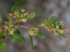 Dodonaea aptera