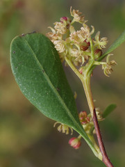 Dodonaea aptera