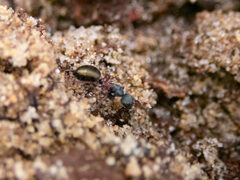 Camponotus chalceus