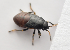 Stygnocoris rusticus