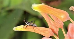 Sphedanolestes