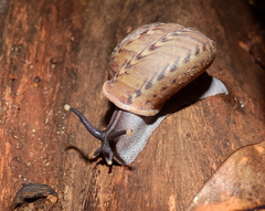 Solaropsis undata