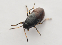 Stygnocoris rusticus