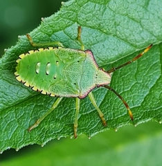 Acanthosoma haemorrhoidale