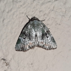 Chytonix elegans
