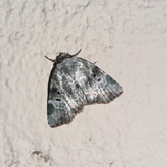 Chytonix elegans
