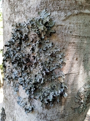 Parmelia submontana