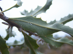 Jacksonia floribunda