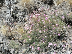 Dianthus graniticus