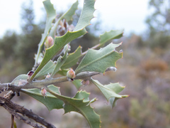 Jacksonia floribunda