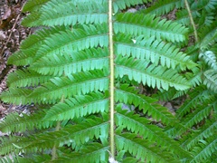 Polystichum aculeatum