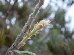 Jacksonia floribunda