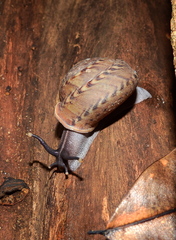 Solaropsis undata