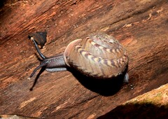 Solaropsis undata