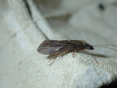 Hydropsyche siltalai