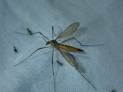 Nephrotoma flavescens