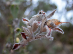 Jacksonia floribunda