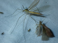 Nephrotoma flavescens