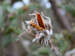 Jacksonia floribunda