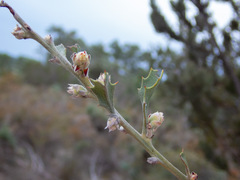 Jacksonia floribunda