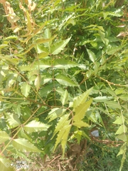 Azadirachta indica