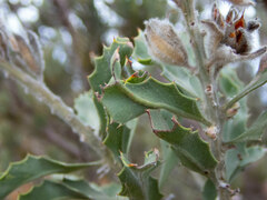 Jacksonia floribunda