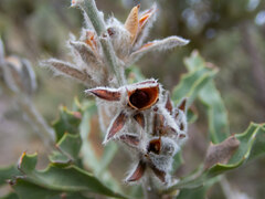 Jacksonia floribunda