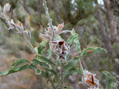 Jacksonia floribunda