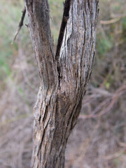 Jacksonia floribunda