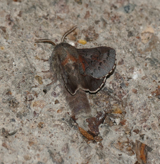 American Lappet Moth