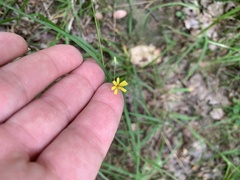 Hieracium paniculatum