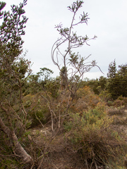 Jacksonia floribunda