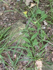 Hieracium paniculatum