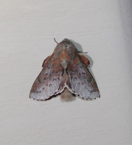 American Lappet Moth photo 6
