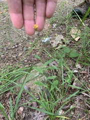Hieracium paniculatum