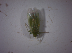 Orthotylus marginalis