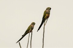 Cyanoliseus patagonus