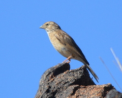Emberiza impetuani