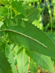 Phytomyza senecionis