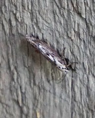 Ethmia discostrigella