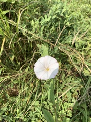Convolvulus arvensis