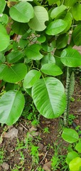 Pterocarpus santalinus